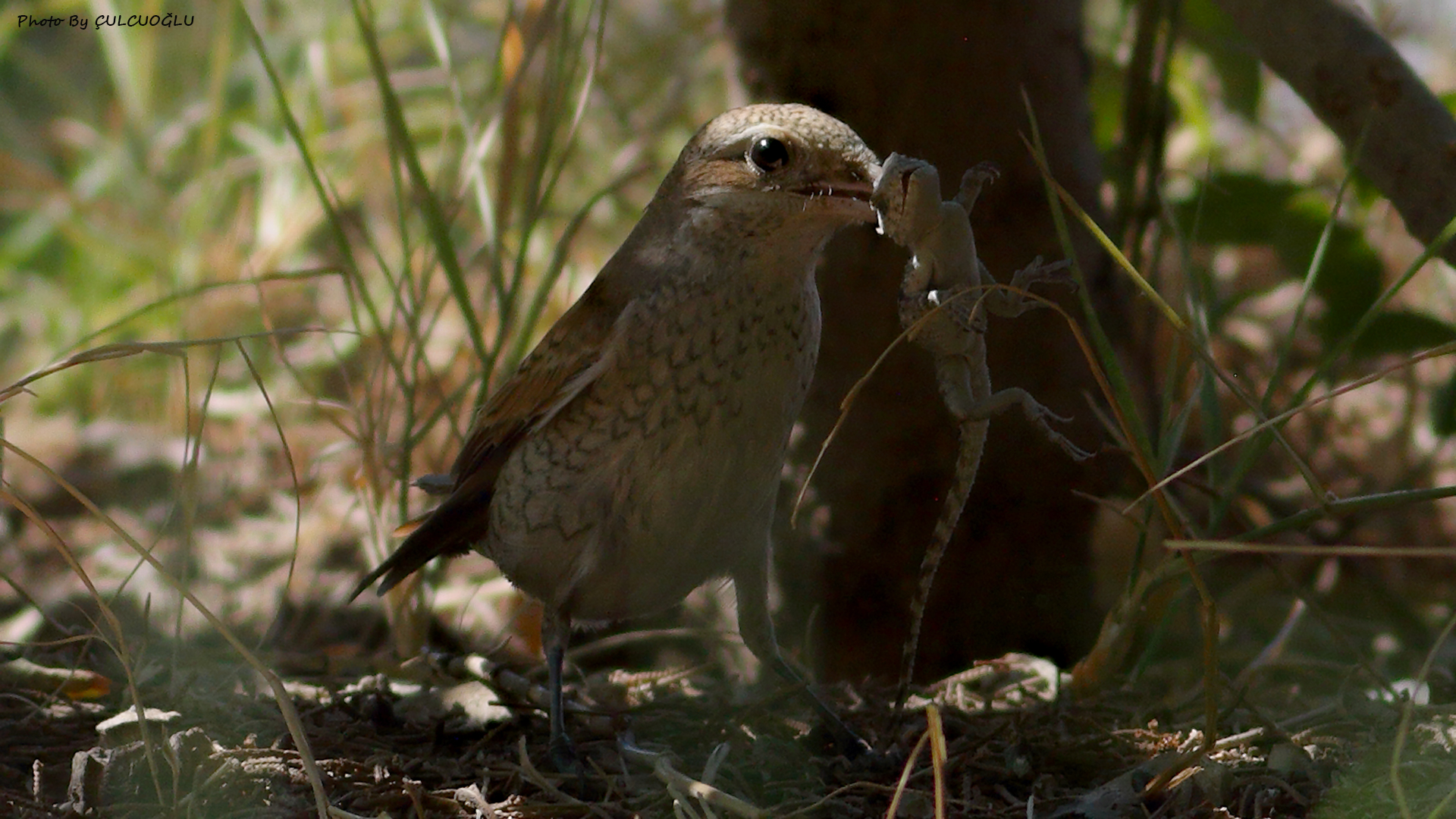 Red-backed Shrike